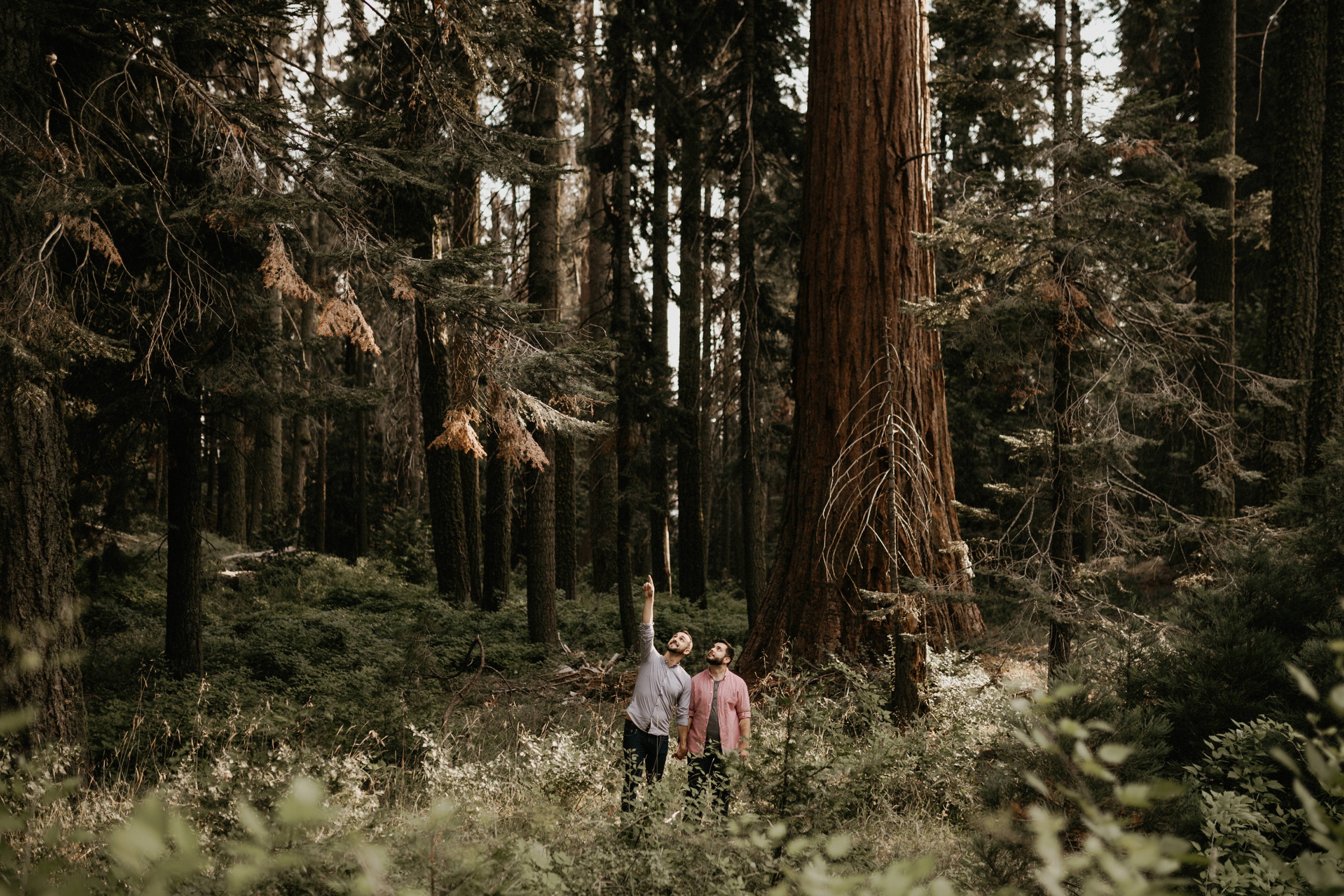 Sequoia National Park Engagement Session